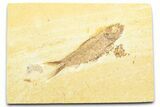 Detailed Fossil Fish (Knightia) - Wyoming #372347-1